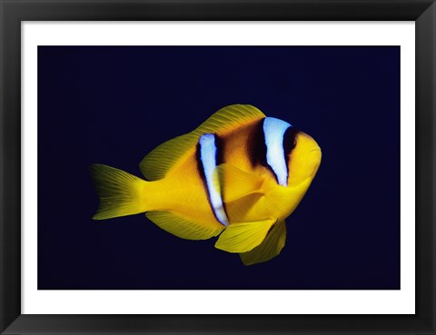 Framed Close-up of a Clown Fish swimming Print