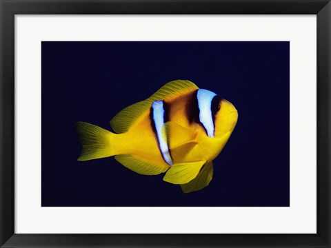 Framed Close-up of a Clown Fish swimming Print