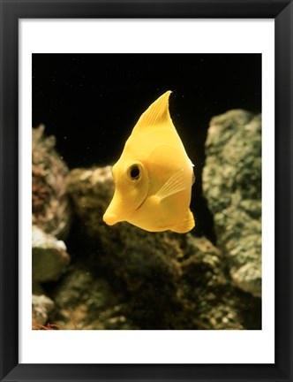 Framed Yellow Tang Print