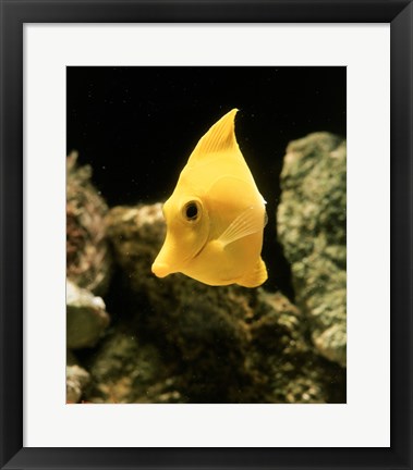 Framed Yellow Tang Print