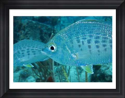 Framed Damselfish Print