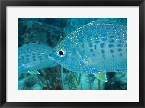 Framed Damselfish Print