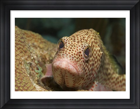 Framed Red Hind Fish swimming Print