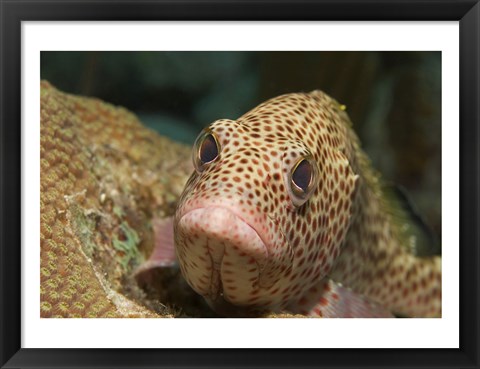 Framed Red Hind Fish swimming Print