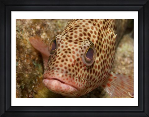 Framed Red Hind Fish Print