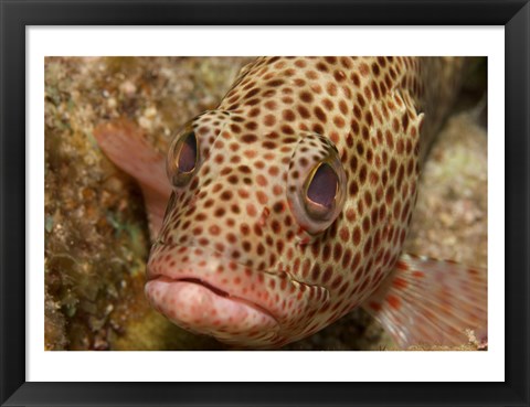 Framed Red Hind Fish Print