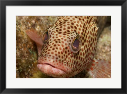 Framed Red Hind Fish Print