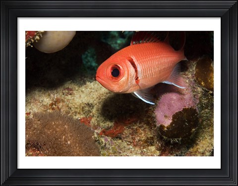 Framed Blackbar Soldierfish Print