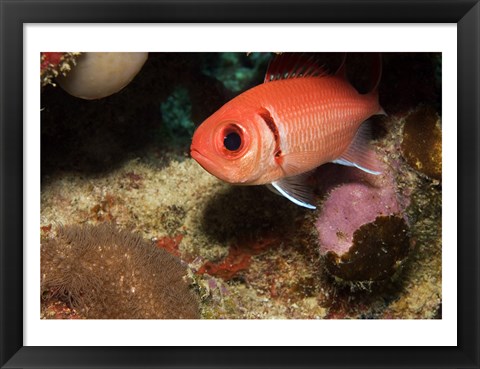 Framed Blackbar Soldierfish Print