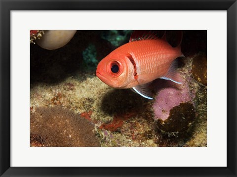 Framed Blackbar Soldierfish Print