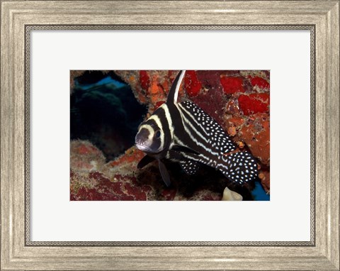 Framed Spotted Drum Fish Print
