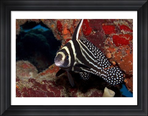 Framed Spotted Drum Fish Print