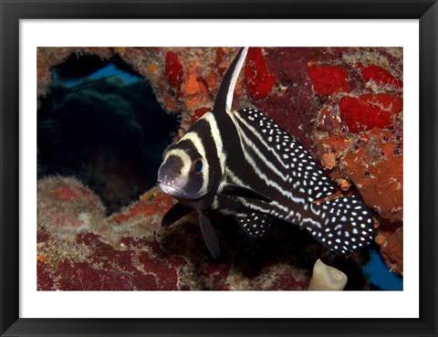 Framed Spotted Drum Fish Print