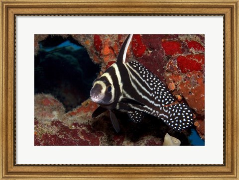 Framed Spotted Drum Fish Print
