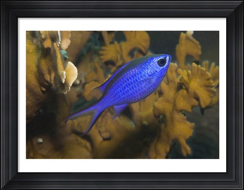 Framed Blue Chromis Fish Print