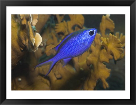 Framed Blue Chromis Fish Print