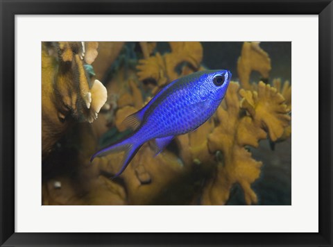 Framed Blue Chromis Fish Print