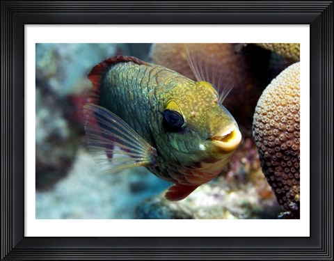 Framed Redband Parrotfish Print