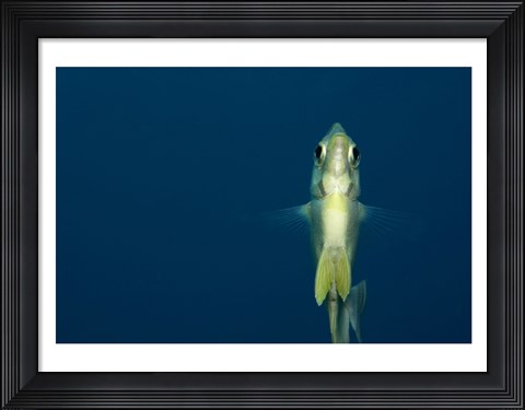 Framed Damselfish Print