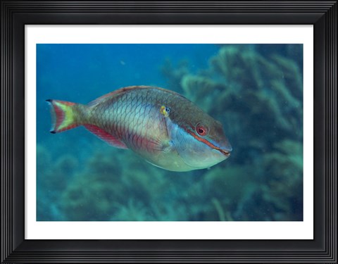 Framed Princess Parrotfish Print