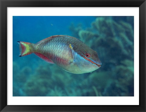 Framed Princess Parrotfish Print