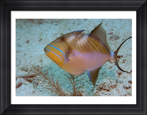 Framed Queen Triggerfish Print