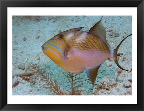Framed Queen Triggerfish Print