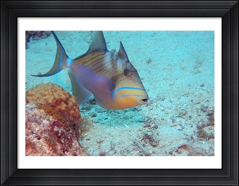 Framed Queen Triggerfish Print