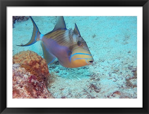 Framed Queen Triggerfish Print