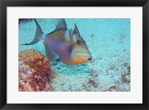 Framed Queen Triggerfish Print