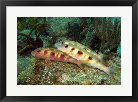 Framed Spotted Goatfish Print