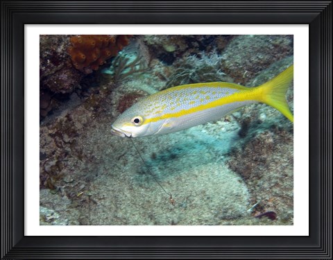 Framed Yellowtail Snapper Print