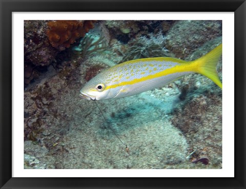 Framed Yellowtail Snapper Print