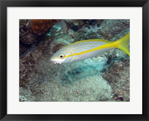 Framed Yellowtail Snapper Print