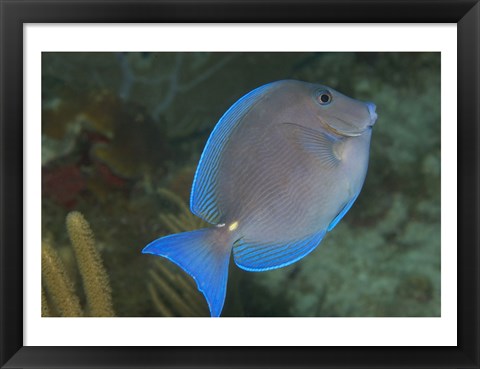 Framed Blue Tang Fish Print