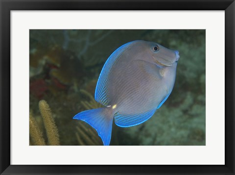 Framed Blue Tang Fish Print