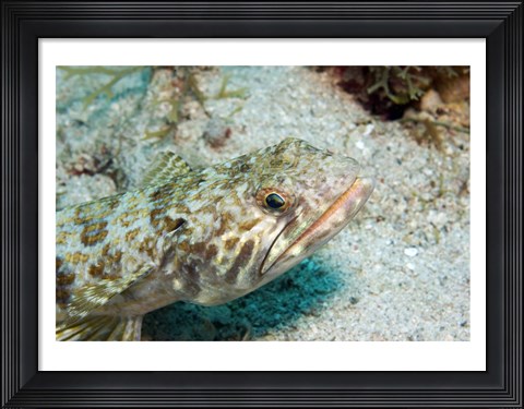 Framed Lizardfish Print