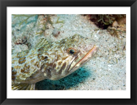 Framed Lizardfish Print