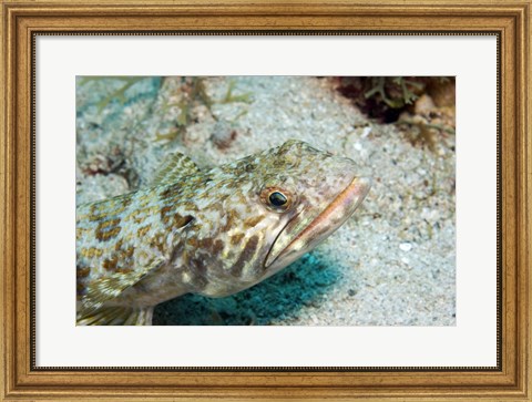 Framed Lizardfish Print