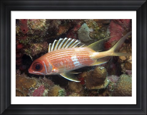 Framed Longspine Print