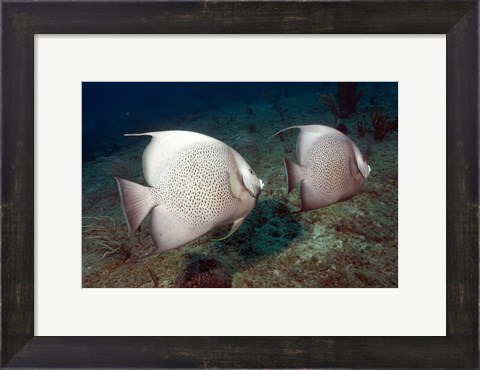 Framed Gray Angelfish Print