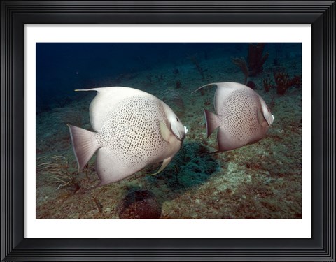 Framed Gray Angelfish Print