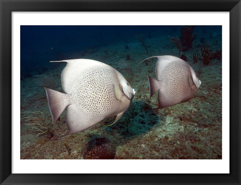 Framed Gray Angelfish Print