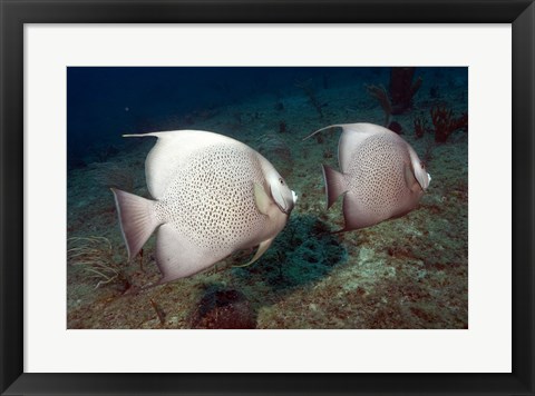 Framed Gray Angelfish Print