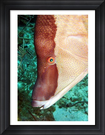 Framed Spanish Hogfish Print