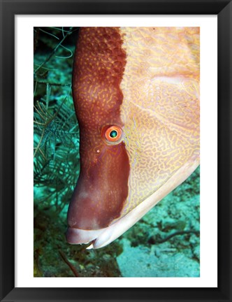 Framed Spanish Hogfish Print