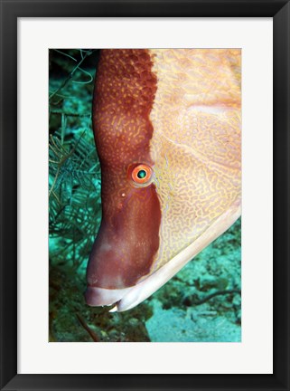 Framed Spanish Hogfish Print