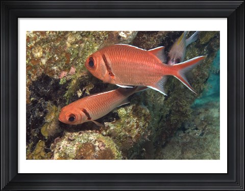 Framed Blackbar Soldierfish Print