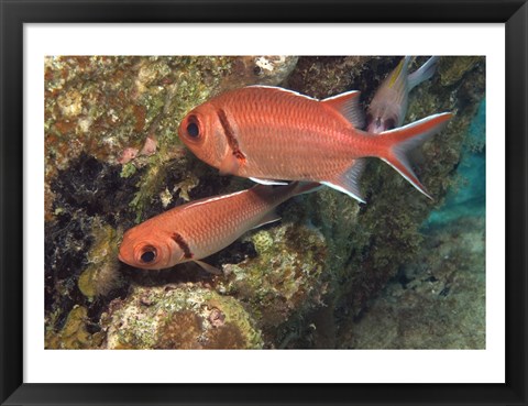 Framed Blackbar Soldierfish Print