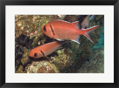 Framed Blackbar Soldierfish Print